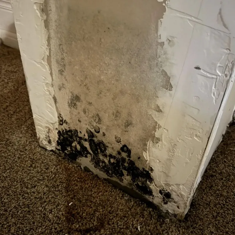 Professional Mold Removal in Pico Rivera, CA